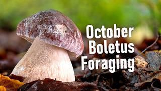 Wild Mushrooms Foraging in October - Boletus edulis | Boletus pinophilus | Funghi Porcini | Hriby