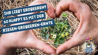 Erdbeer-Beet neu anlegen - so klappt es mit der riesen Erdbeer-Ernte I der kleine Horrorgarten