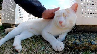 A stray cat sniffs my pants and recognizes me as a companion