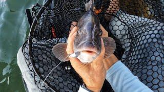 Tautog Fishing - Tips & Tricks for a Bounty!