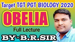 Obelia full lecture || uptgt pgt biology 2020 || Life cycle of obelia || Biology by baburam patel