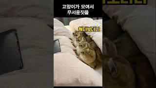 고양이가 모여서 무서운짓을