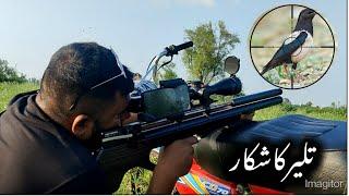 Tiliyar ka Shikar  || Rosy Starling Hunting with P15 & MHF airpearls #hunting