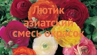 Лютик азиатская смесь окрасок  лютик смесь окрасок обзор: как сажать луковицы лютика смесь окрасок