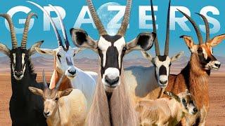 All 7 Grazing Antelope Species (One With 30-90 Remaining)