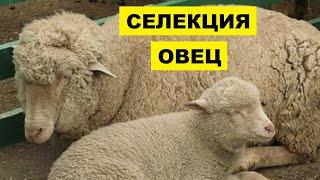 Селекционно племенная работа в овцеводстве | Овцы | Овцеводство | Разведение и селекция овец