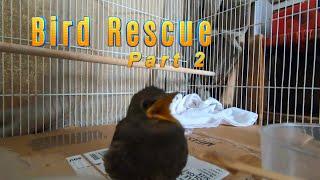 Bird Rescue Part 2