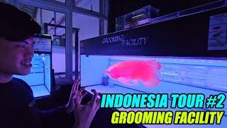 Indonesia Tour Vlog #2  | Arowana Grooming Facility