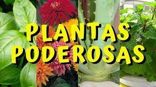   PLANTAS PODEROSAS DE BUENAS ENERGÍAS PARA EL HOGAR