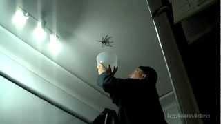 Huge Spider Falls on Father