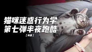 你家猫半夜不睡在干吗？猫咪十大迷惑行为第7弹