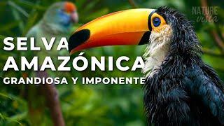 LA GRANDIOSA AMAZONIA | Un Viaje Extraordinario - Documental Completo