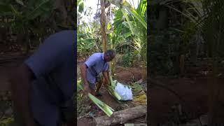 #harvesting #banana #farming #farmingfamily 