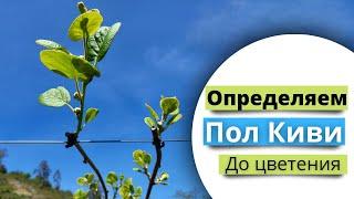 Как определить опылитель киви до цветения?