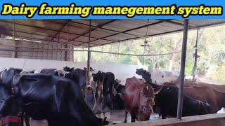 Dairy Farming Manegement System । Dairy Farming।Cow Farming In India।