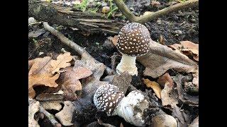 Talking about the Panther Cap, Amanita pantherina and Amanitas in general, during a Foraging Course