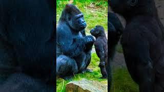 Two Gorilla|kingkong of evolution #shorts