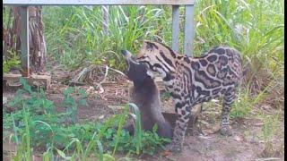 Ocelot vs. Coati - Osa Conservation