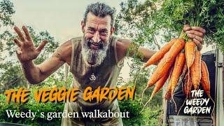 THE VEGGIE GARDEN: Harvesting a bucketload of organic goods in five minutes | Vegetable Garden