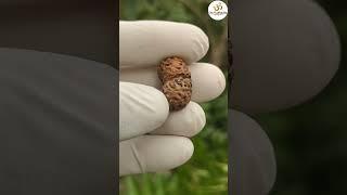 15 mukhi rudraksha- 8218910240 #rudraksha #viral #astro #viralvideos #astrology #shiv #shorts #short
