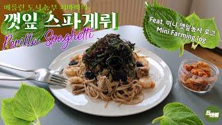 베를린 발코니 깻잎 농사, 깻잎 스파게티 Balcony Perilla leaves farming in Berlin, Perilla leaves(Kketnip) Spaghetti