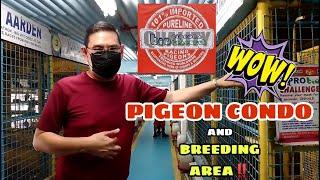 BIO RESEARCH BIO PIGEON | PIGEON CONDO AND BREEDING AREA | VLOG #4