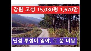 강원 고성 15,030평 1,670만 (단점 투성이 임야, 두 분 미납)