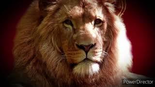 Lion attitude || nature in lion|| lion video|| short || #NMT VLOG ##