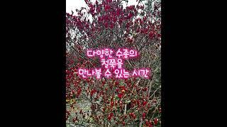 창평 예나원 경매장 철쭉경매예고!