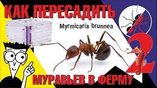 Как пересаживать муравьев в муравьиную ферму. Myrmicaria brunnea