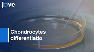 Chondrocytes differentiation from Stem cells | Protocol Preview