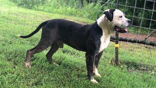 American Bulldog: The South’s farmhand