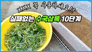 수국 삽목 이것 사용하면 100% 성공할 수 있어요!!