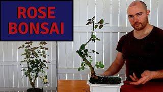 Making a Rose Bonsai from Nursery Stock