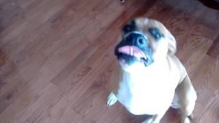 Br John McGlone | Tasha Munches More Pillows! Rebel Dog Grrrrr