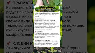 высокоурожайные сорта огурцов.