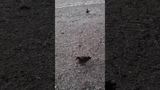 "Evening Elegance by the Sea | Ducks at Play" #beach #explorethebeautyofnature