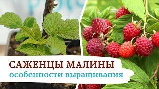 Саженцы малины - особенности выращивания