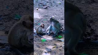 Astramonkey led new feeding child.#shorts