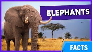 Kids Educational Videos | Kindergarten and Elementary English Science | Animals Adventure | Elephant