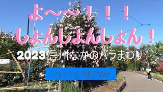 バラ公園（一本木公園）満開の様子　ションションVer（2023信州なかのバラまつり　＃５）