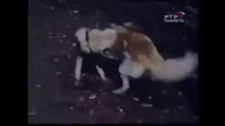 Dog VS Wolf .. Fight To The Death .. Brutal Fight