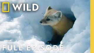 Wildlife in the Frozen Forest (Full Episode) | Wild Arctic | Nat Geo Animals