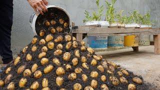 Using this method, You can grow potatoes all year round. Growing potatoes in plastic containers