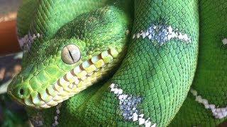 Emerald Tree Boa Care