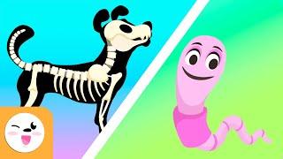 Vertebrate and invertebrate animals - Educational videos for kids