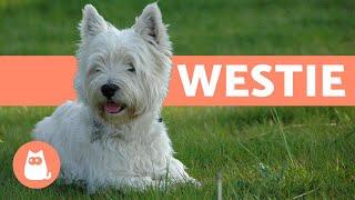 West Highland White Terrier (Westie) - Characteristics and Care