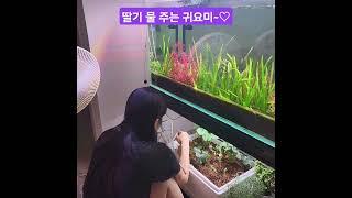 #딸기 #딸기농사 #관수하는중