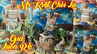 MR KIỆT | #0369686464 | LÔ MỚI ĐA DẠNG NHIỀU CÂY ĐẸP GIÁ MỀM LEEKIMA, KHẾ, THẦN KỲ, NGUYỆT, MCT, ME.