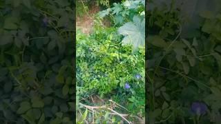 #aparajita ka plantz kis kis ke ghar mein hua hai comment bataiye